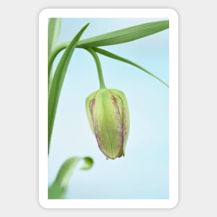 Fritillaria  Fritillary  April Sticker